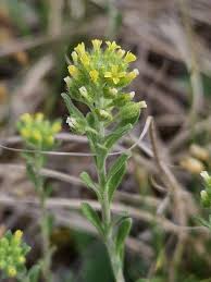 Image result for Alyssum diffusum