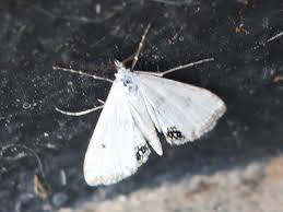 Attēlu rezultāti vaicājumam “Cataclysta lemnata”