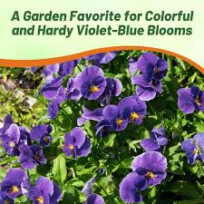 Image result for Viola cornuta