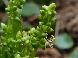 Attēlu rezultāti vaicājumam “Mercurialis perennis bud”
