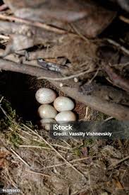 Attēlu rezultāti vaicājumam “Erithacus rubecula eggs”