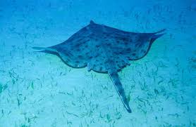 Image result for Rostroraja alba