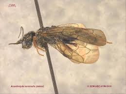 Attēlu rezultāti vaicājumam “Pamphiliidae”