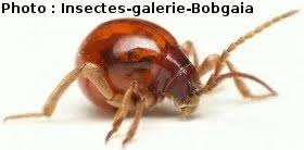 Attēlu rezultāti vaicājumam “Ptinus sp.”