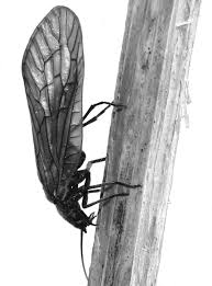 Attēlu rezultāti vaicājumam “Bolitophagus reticulatus larva”