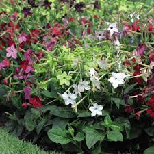 Image result for Nicotiana x sanderae `Perfume`F1