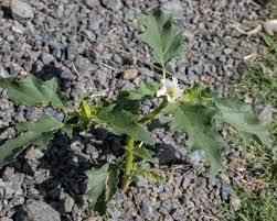Attēlu rezultāti vaicājumam “Datura stramonium”