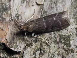 Attēlu rezultāti vaicājumam “Ortholepis betulae”