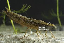 Attēlu rezultāti vaicājumam “Dianema nivale macro”