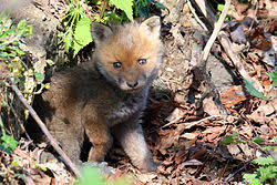 Attēlu rezultāti vaicājumam “Vulpes vulpes  juvenile”