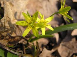 Attēlu rezultāti vaicājumam “Gagea lutea leaf”