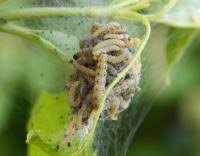Attēlu rezultāti vaicājumam “Yponomeuta malinellus / cagnagella”