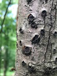 Attēlu rezultāti vaicājumam “Biscogniauxia repanda”