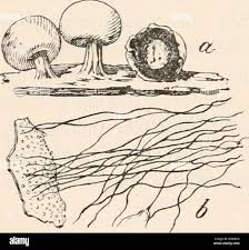 Attēlu rezultāti vaicājumam “Diderma radiatum young”