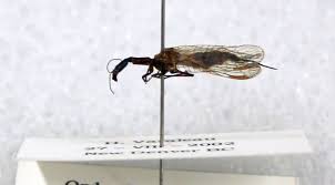 Attēlu rezultāti vaicājumam “Raphidioptera”