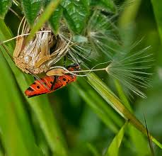 Attēlu rezultāti vaicājumam “Corizus hyoscyami”