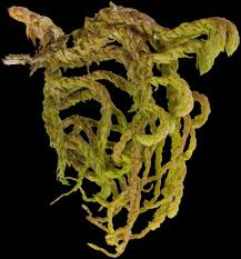 Attēlu rezultāti vaicājumam “Anomodon attenuatus sporophyte”