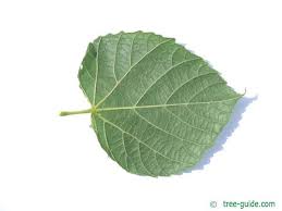 Attēlu rezultāti vaicājumam “Tilia platyphyllos Laciniata leaf”