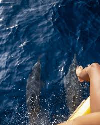 Image result for Dolphin Sub Aqua