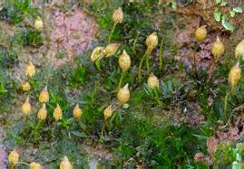 Attēlu rezultāti vaicājumam “Orthotrichum cupulatum var. riparium”