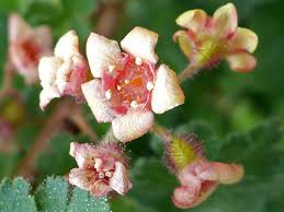 Attēlu rezultāti vaicājumam “Ribes nigrum flower”