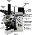 fluorescence <b>microscopy</b> is