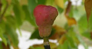Attēlu rezultāti vaicājumam “Magnolia acuminata fruit”