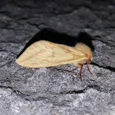 Attēlu rezultāti vaicājumam “Hepialus humuli female”