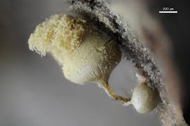 Attēlu rezultāti vaicājumam “Trichia ambigua stalked”