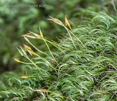 Attēlu rezultāti vaicājumam “Paraleucobryum longifolium”