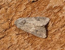 Attēlu rezultāti vaicājumam “Hadula trifolii”