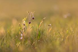 Attēlu rezultāti vaicājumam “Geum rivale bud”