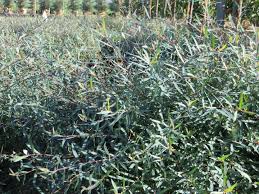 Attēlu rezultāti vaicājumam “Salix purpurea”