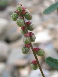 Attēlu rezultāti vaicājumam “Melilotus wolgicus flower”
