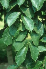 Attēlu rezultāti vaicājumam “Ulmus glabra leaf”