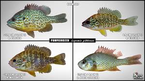 Image result for Lepomis cyanellus