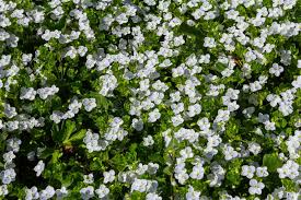 Attēlu rezultāti vaicājumam “Veronica agrestis”