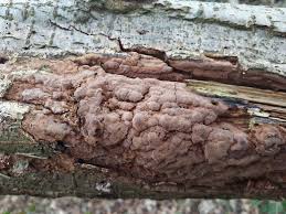 Attēlu rezultāti vaicājumam “Phellinus ferruginosus”