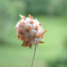 Attēlu rezultāti vaicājumam “Trifolium fragiferum fruit”