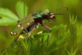 Attēlu rezultāti vaicājumam “Cicindela campestris”