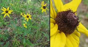 Attēlu rezultāti vaicājumam “Rudbeckia hirta var. pulcherrima flower”
