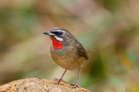 Image result for Luscinia calliope