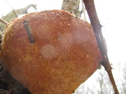 Attēlu rezultāti vaicājumam “Dichomitus campestris”