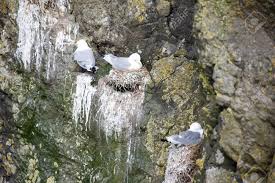 Attēlu rezultāti vaicājumam “Rissa tridactyla nest”