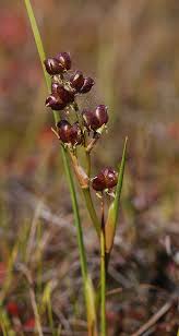 Attēlu rezultāti vaicājumam “Scheuchzeria palustris flower”