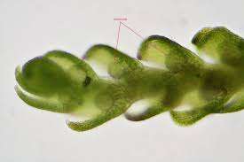 Attēlu rezultāti vaicājumam “Cephaloziella hampeana”