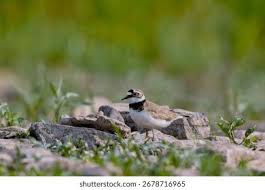 Attēlu rezultāti vaicājumam “Charadrius dubius adult”