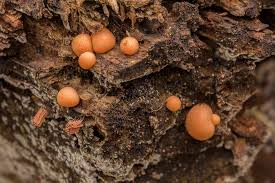 Attēlu rezultāti vaicājumam “Liceaceae”