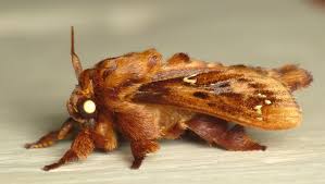 Attēlu rezultāti vaicājumam “Lasiocampidae”