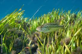 Image result for Micropterus salmoides